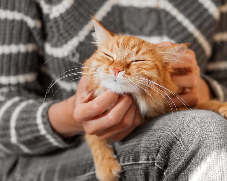 Country Meadows Pet Hospital | Maple Ridge Vet